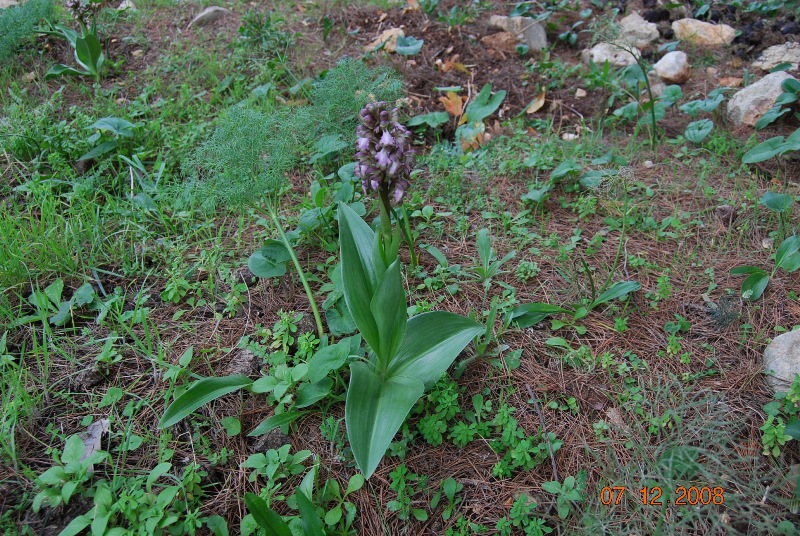 Barlia robertiana